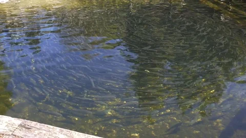 Fish farm with fish circle Video stock 81437690