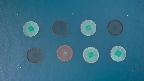 Fish farm with floating cages in calm blue water for seafood production fro.. 스톡 동영상 327629684