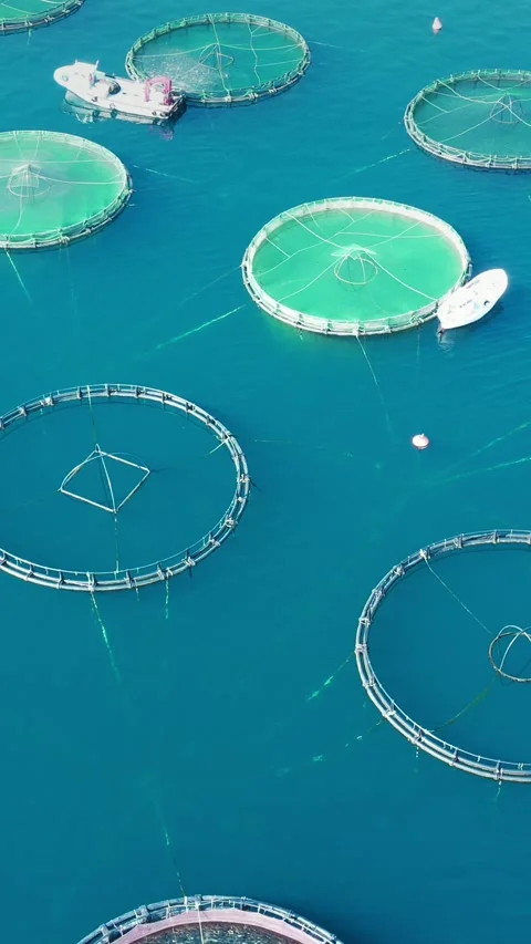 Fish Farm Floating Net Sea Water Surface Stock Image - Image of