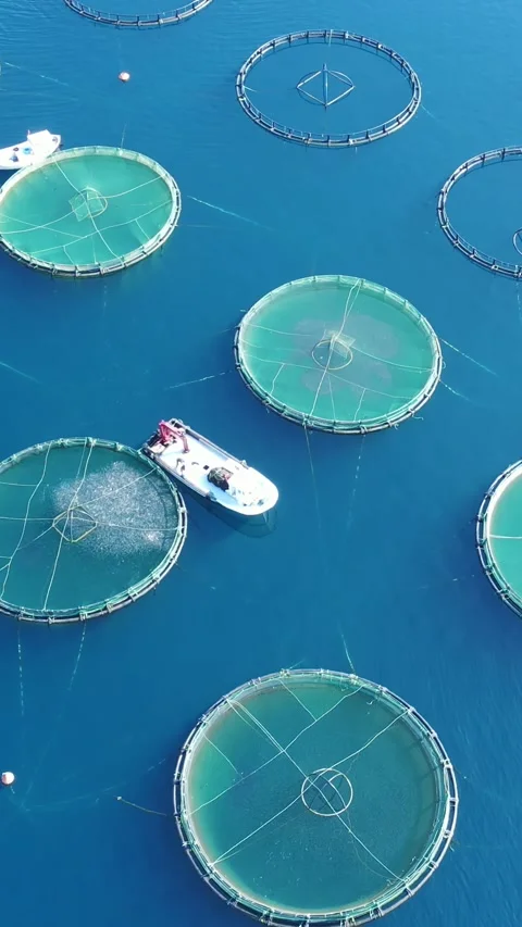 Fish Farm Floating Net Sea Water Surface Stock Image - Image of