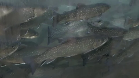 Fish farm fool of fish Stock Footage 81474364