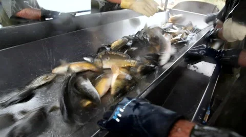 The fish farm Stock Footage 568523