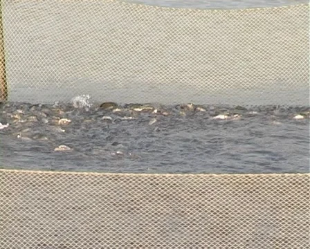 Fish farm Stock Footage 5298823