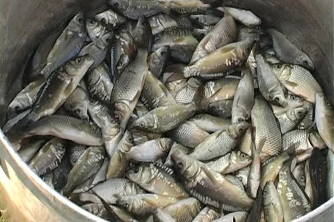 Fish farm Stock Footage 5298839