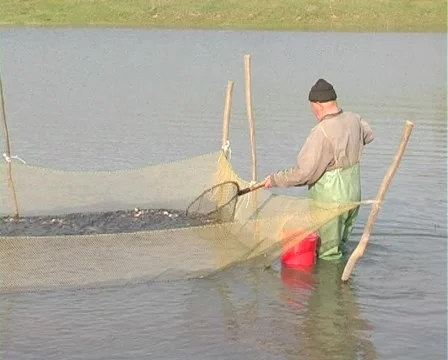 Fish farm Stock Footage 5298903