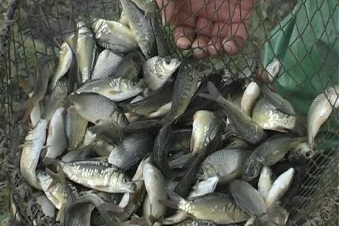 Fish farm Stock Footage 5298917