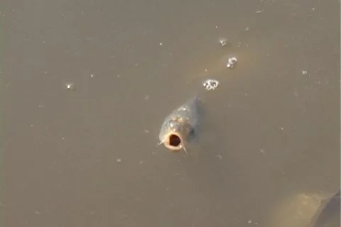 Fish farm Stock Footage 5298956