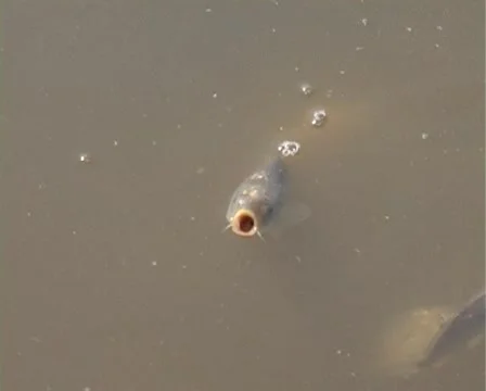 Fish farm Stock-Footage 5298961