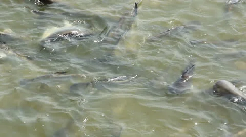 Fish farm Stock Footage 25744262