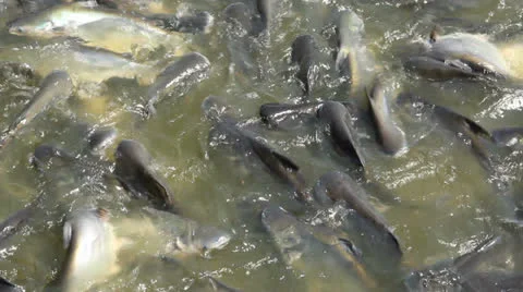 Fish farm Stock Footage 25745997