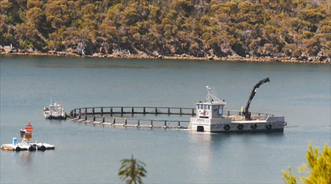 Fish farm Stock Footage 34444437