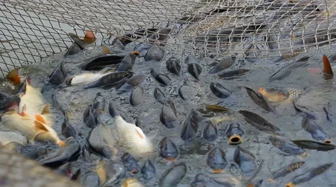 Fish Farm Stock-Footage 45708052