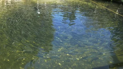 Fish farm Video stock 81437969