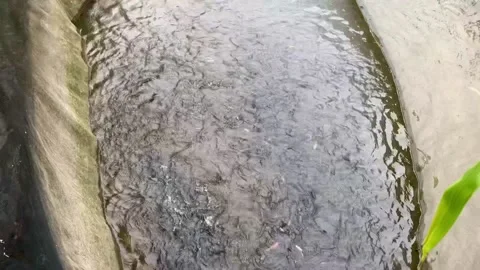 Fish Farm Stock Footage 197061042