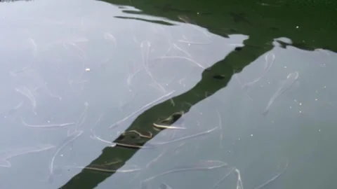 FIsh Farm Stock Footage 276441060