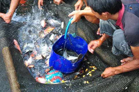 Fish farm in the middle of the reservoir 库存照片
