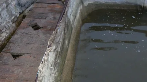 Fish farm. Rainbow trout Stock Footage 74676673