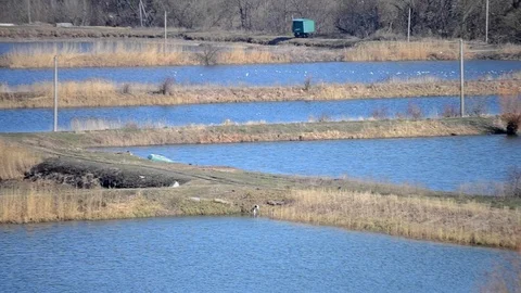 Fish farm rates Stock Footage 74072052