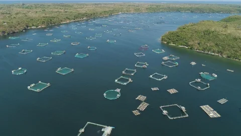 Fish farm in the sea. Stock Footage 89506016
