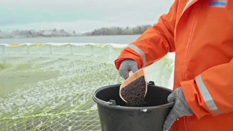 A fish farm worker feeds the fish in the cage with mixed fodder from a bucket Stock Footage 274346028