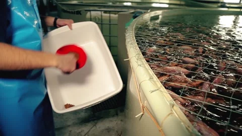 A fish farm worker feeds tilapia. Industrial cultivation of red tilapia Stock Footage 151482376