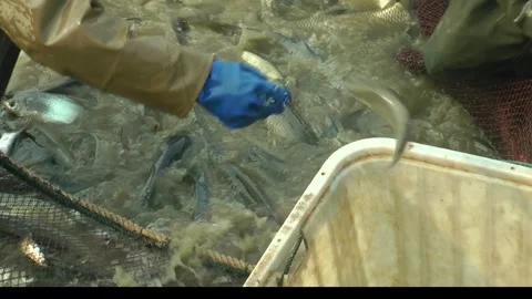A fish farmer harvests fish from a pond Stock Footage 343642158