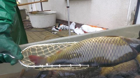 Fish Farmers Processing Carp During Traditional Pond Harvest Stock-Footage 344264455