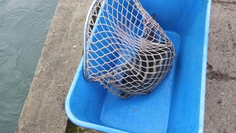 Fish Farmers Sorting Carp During Traditional Pond Harvest Stock Footage 344261220