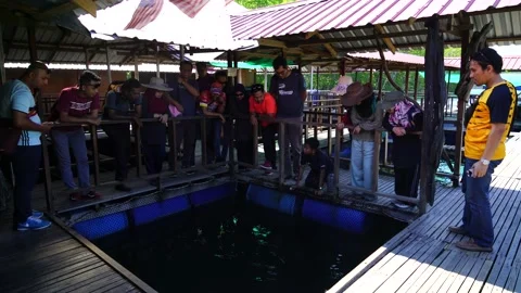 Fish Farming 1 Stock Footage 146599777