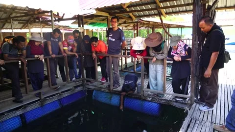 Fish Farming 2 Stock Footage 146601166