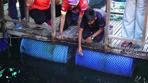 Fish Farming 3 Stock Footage 146603071