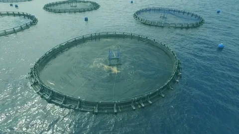 Fish Farming Cage systems 스톡 동영상 75343113