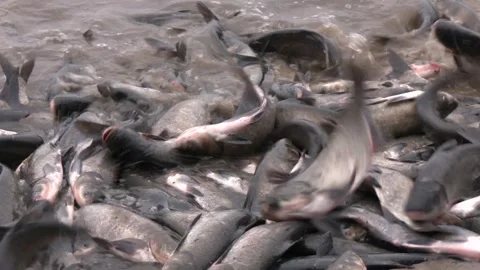 Fish Farming, Farm Breeding Silver Carp Catch Biomass Video stock 330345451