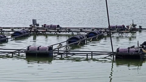 Fish Farming with Floating Cages. Stock Footage 305366251