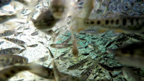 Fish farming Stock Footage 135814767