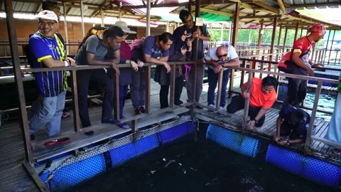 Fish Farming Langkawi 4 Stock Footage 146602337
