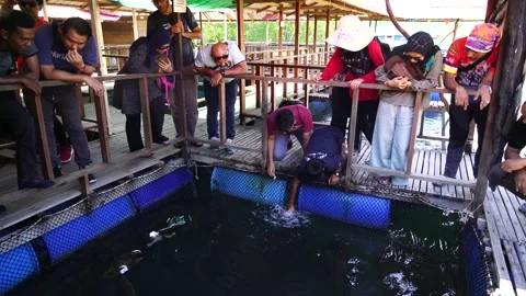 Fish Farming Langkawi 5 Stock Footage 146601698