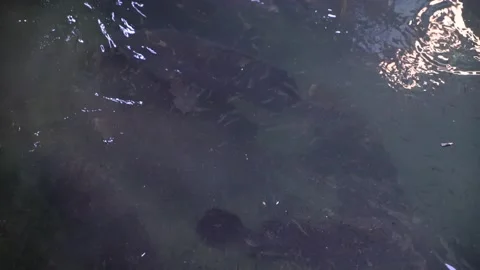 Fish Farming Langkawi 8 Stock Footage 146603540