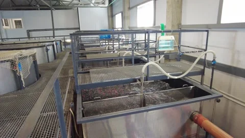 The fish farming operation is established using expansive tanks situated within Stock Footage 344766810
