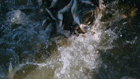 Fish farming, whitebaits in water Stock Footage 77827043