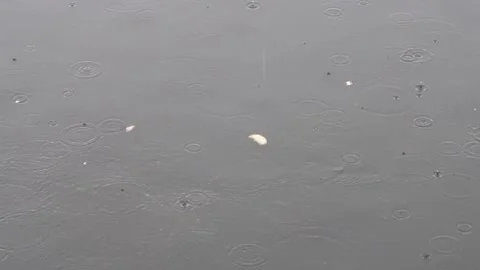 Fish fed on pieces of bread thrown into the water Stock Footage 156317063