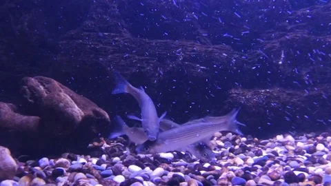 Fish feed from the bottom. Many small fish. The fish swims in front of the Stock Footage 73986571