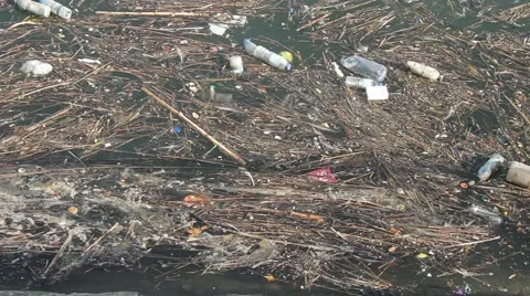 Fish Feed in Polluted Water Stock Footage 40342579