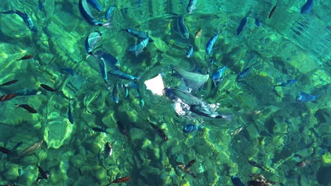 Fish feeding on bread. Stock Footage 220021753