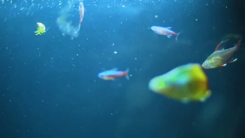 Fish feeding with bright colors Stock Footage 144229949