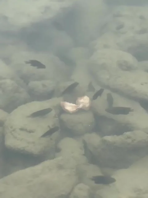 Fish Feeding in Clear Shallow Water 库存影片 340870863