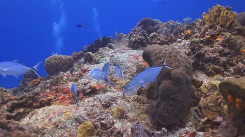 Fish feeding at coral reef 库存影片 1073853