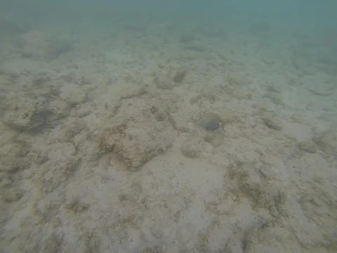 Fish feeding in distance Stock Footage 101450518