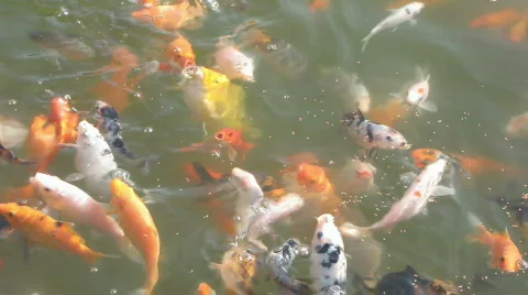 FISH FEEDING Stock Footage 345889