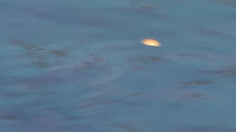 Fish feeding Stock Footage 10909357